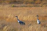 Sandhill Cranes_72571